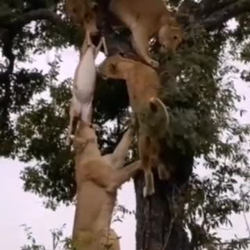 lion attack animal #short # 2021