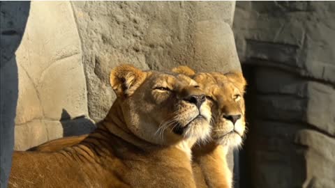 lion and lioness fun