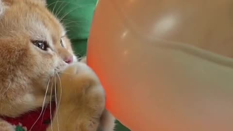 Cats blow the balloon!