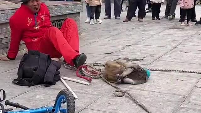 Monkeys are Dramatic and Funny