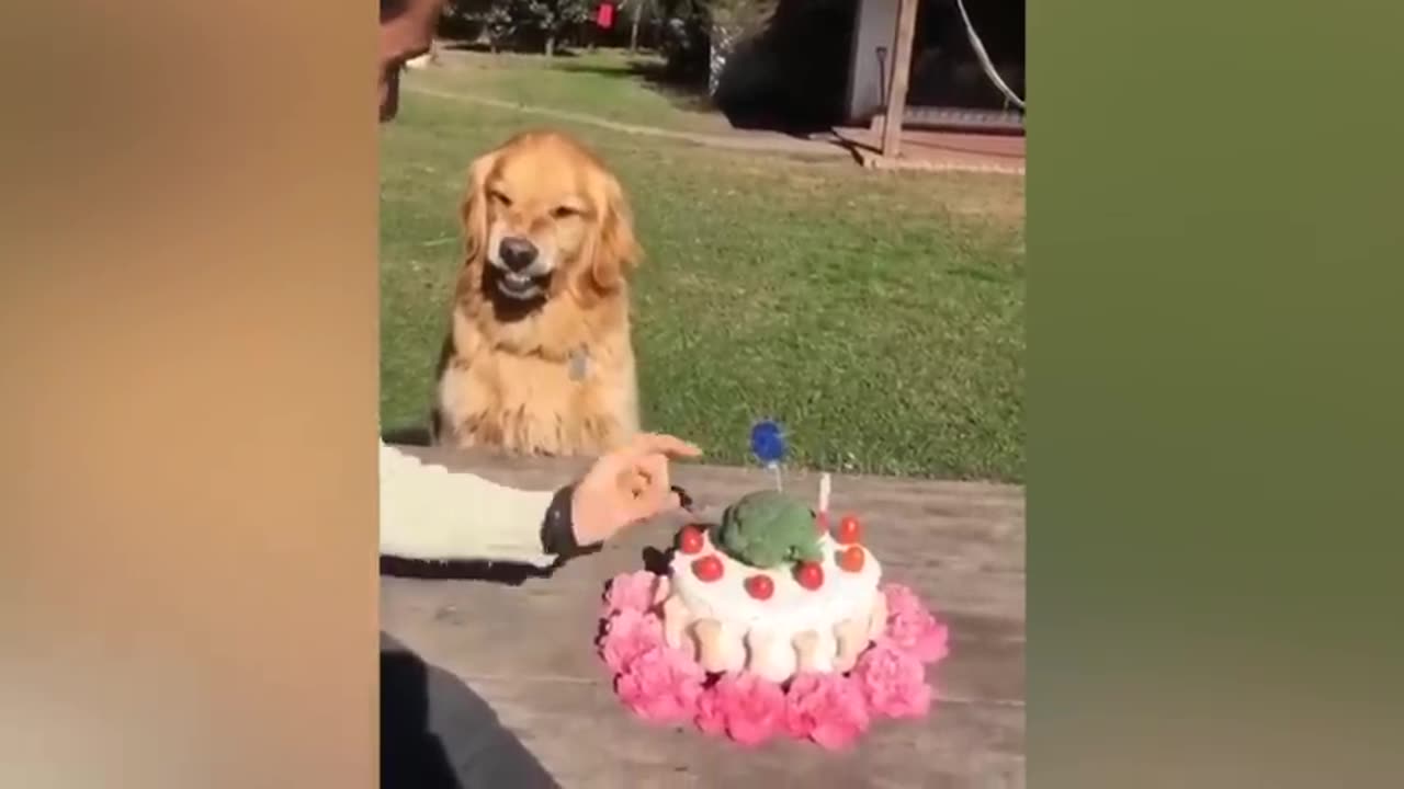 Dog reaction to cutting cake 🤣 - fanny Dog cake reaction