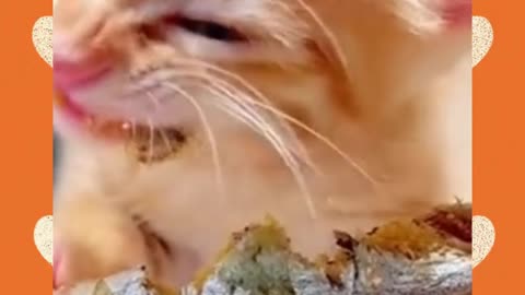 FUNNY CUTE ANIMALS VIDEOS 🐈🐕