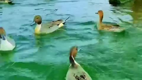 A group of ducks are feeding in the water