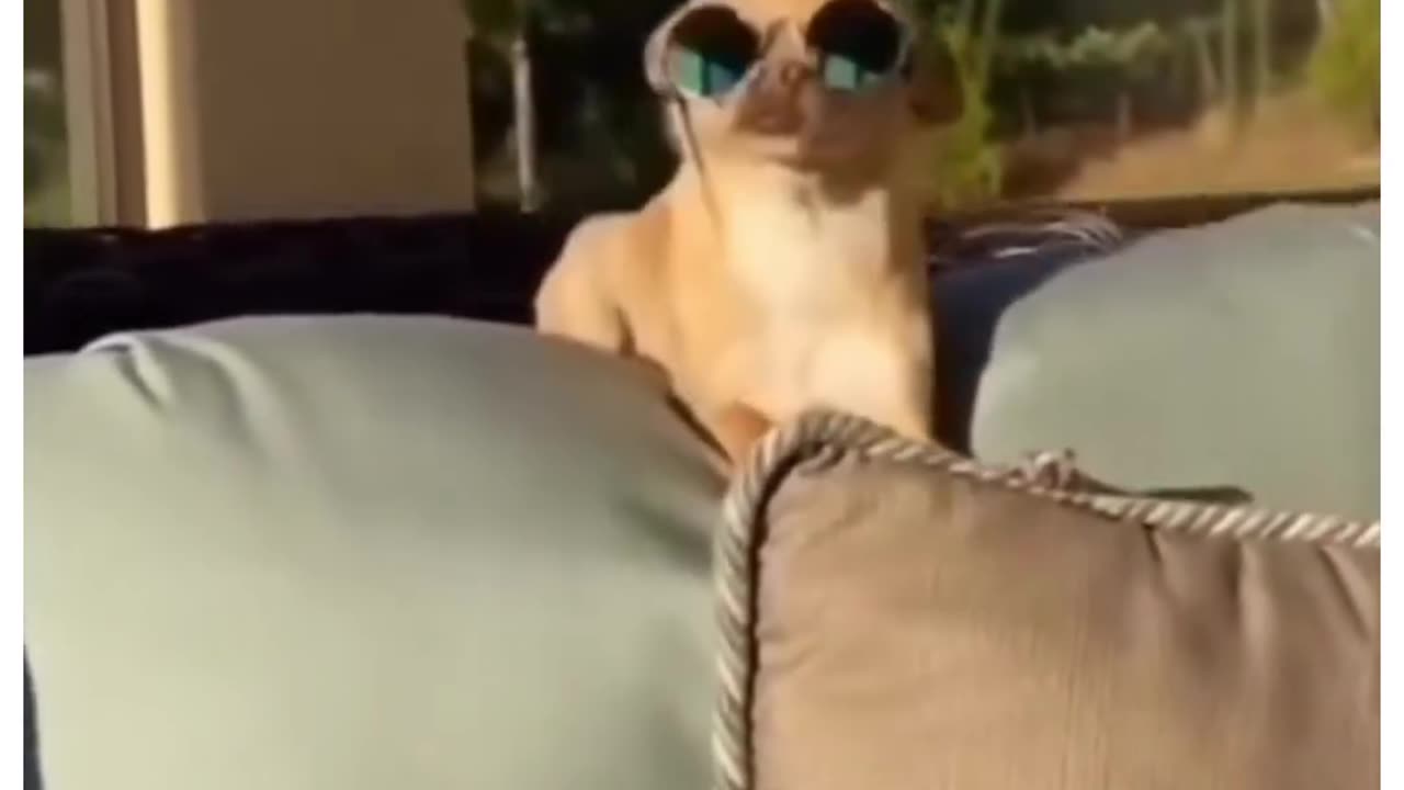 Funny animals videos 😂