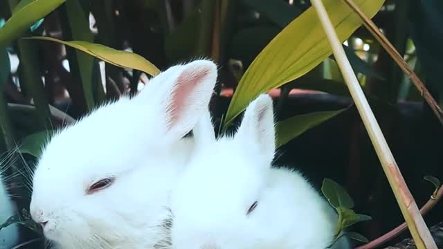 Funny rabbits enjoy