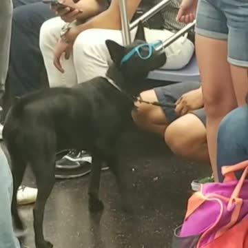 Medium black dog with blue glasses on train