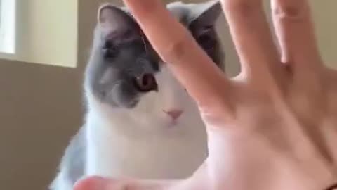 Cute cat