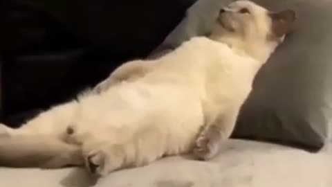 Funny Cat-Be a lazy cat at home🐈在家當個懶貓#shorts