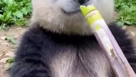 4.cute... @ruraldancer8 #shorts