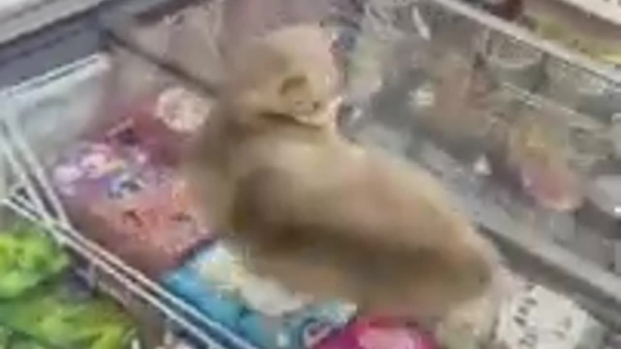 Funny animal