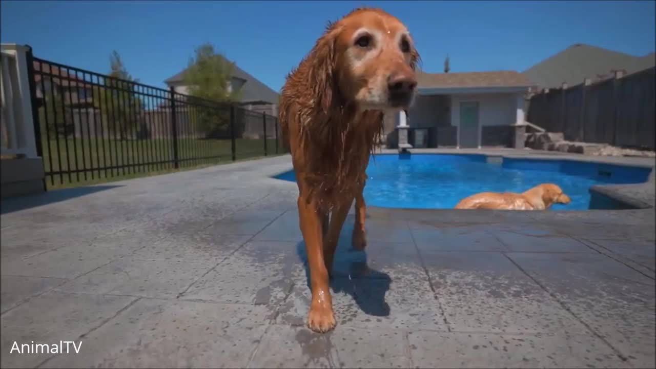 Golden Retriever Puppies - Cute Compilation