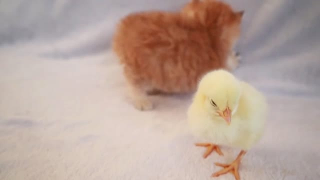 Kittens walk with a tiny chicken