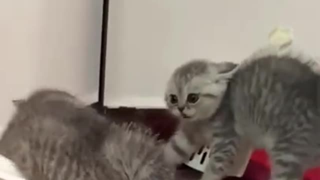 Awesome SO Cute Cat ! Cute and Funny Cat Videos to Keep You Smiling! 🐱