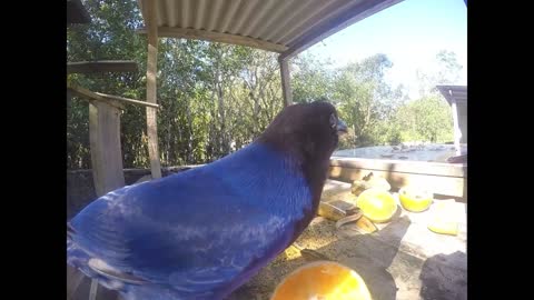 blue jay eating orange and taking out bees