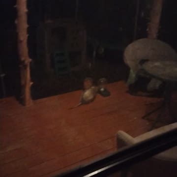 He came back next day after being released 2 miles away