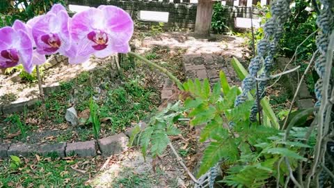 The Beautiful of Wild orchid plants