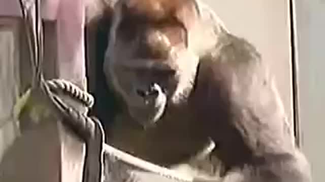 Gorilla Beats His Chess