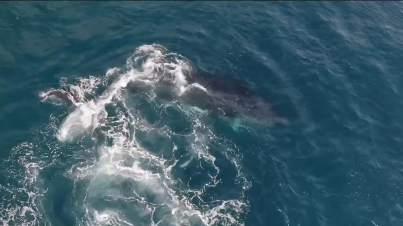 Seal and Whale frolic around seaweed