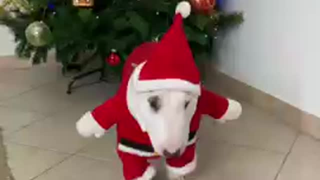 Ultimate Baby Dogs - Cute and Funny Dog Videos Compilation _Shorts