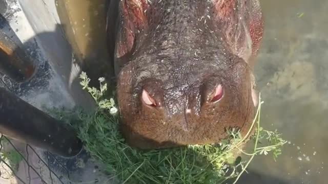 Eat some grass if you can't afford watermelon