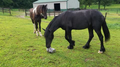 Funny horse tries to scare other horses with fly mask