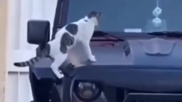 Cat goes glitching | Cat follows the recent Glitch Trend | Funny Animals | #Glitch #TikTok #Shorts