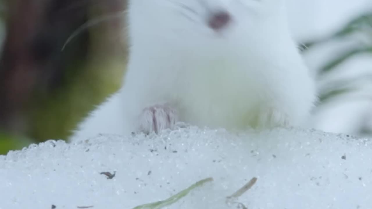 Kamchatka is home to the least weasel the world's tiniest color-changing carnivores