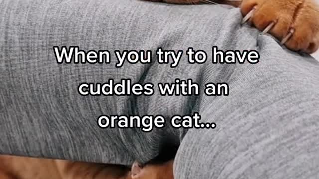 When you try to havecuddles with anorange cat...