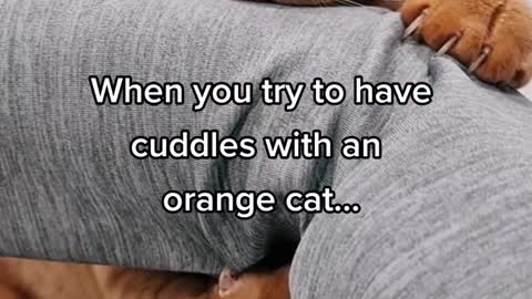 When you try to havecuddles with anorange cat...