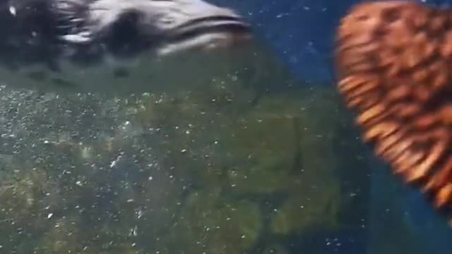 The cat shark