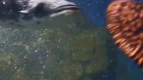 The cat shark