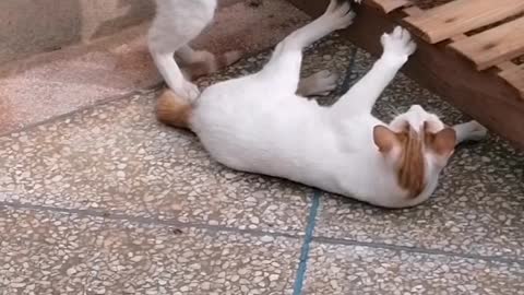Funny and cute cats fighting
