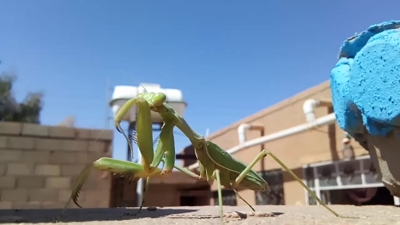 The mantis cleans itself