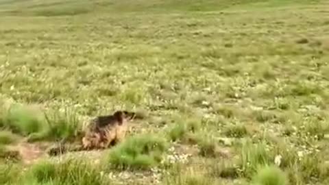 golden marmot Pakistan at tiktok