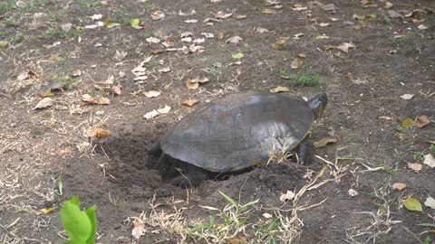 MEXICAN TURTLE LAYING EGGS