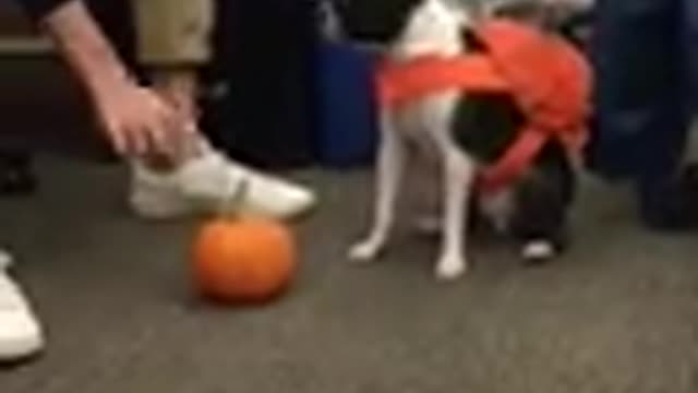 Black white dog in orange backpack playing with pumpkin in office