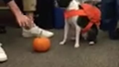 Black white dog in orange backpack playing with pumpkin in office