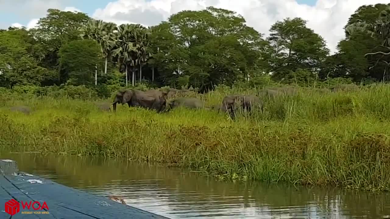 Elephant Save Baby Elephant From Crocodile Hunting #3