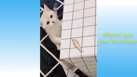 Funny And Cute Cat'S Life Cats And Owners Are The Best Friends Videos