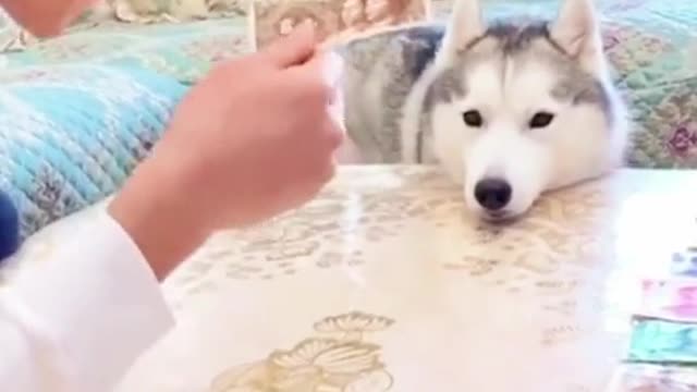 He is cheating with Dog. Watch full