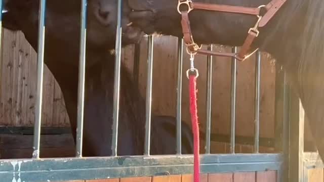 Best Funny Horse Kissing