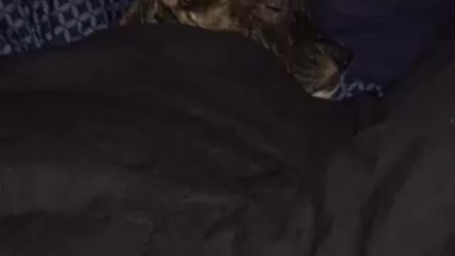 Lyla took daddy bed