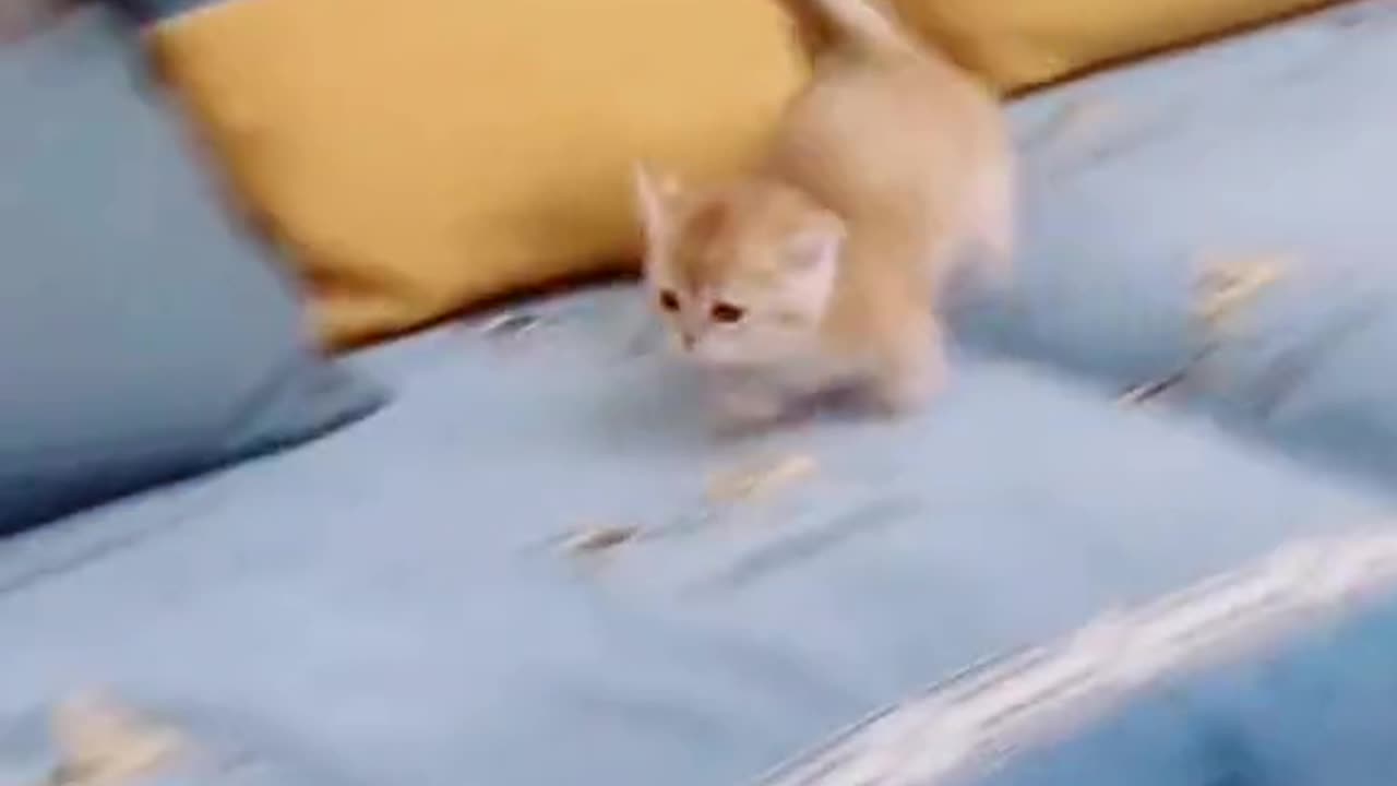 cat video