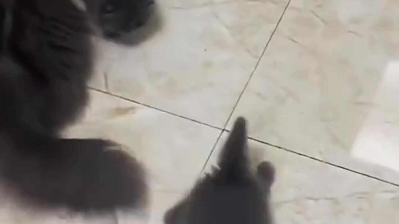 Cute kitten
