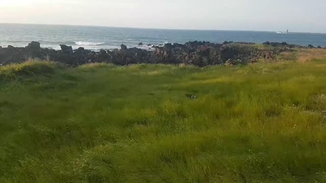 A swaying field suitable for a beautiful beach