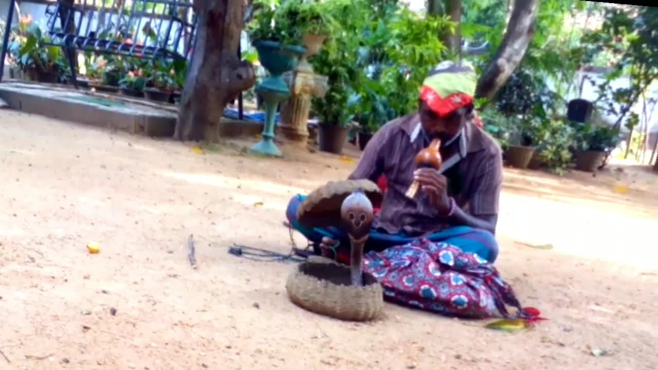 Sri Lankan snake dance