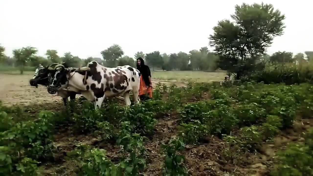 Bull Farming in Village