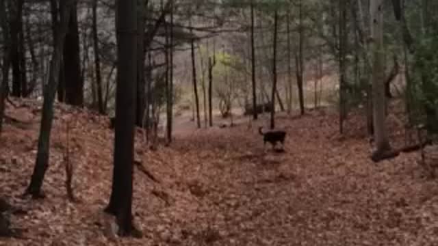 Dog Bowling again