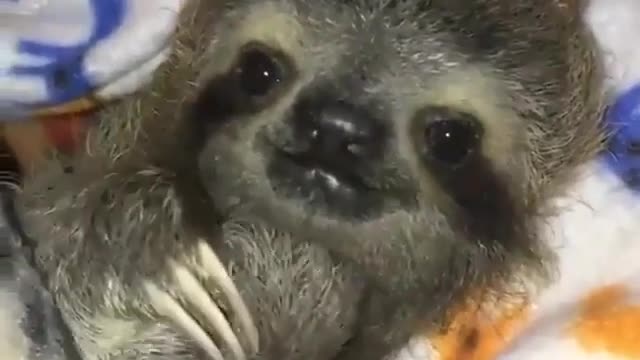 Cute animal