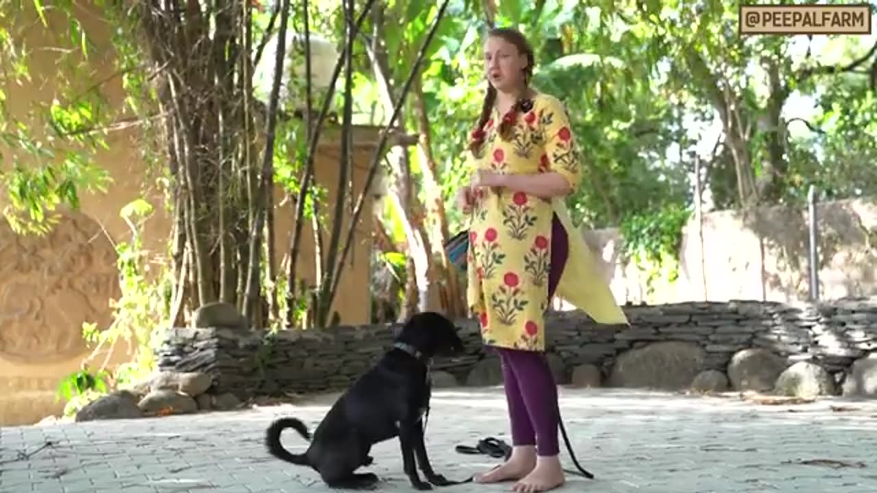 Dog training